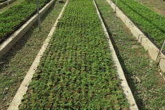 IMG_1848